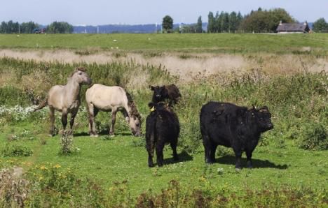 26. De Waai van Bosman en Huize Vossendel